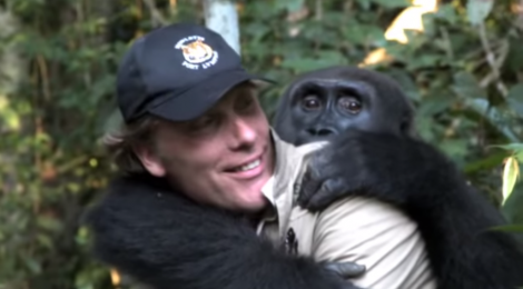 kwibi gorilla loving his pal
