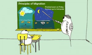 diel migration cartoon