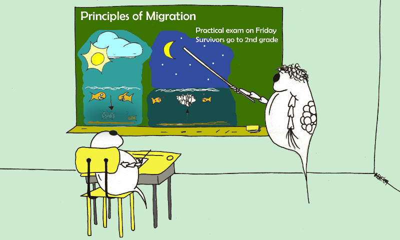 diel migration cartoon plankton cools the planet