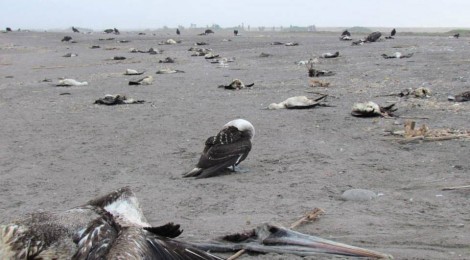 Pacific Ocean Pasture Collapse Starving Countless Seabirds