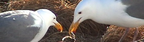 Seagulls Starving At Sea On Pacific Coast