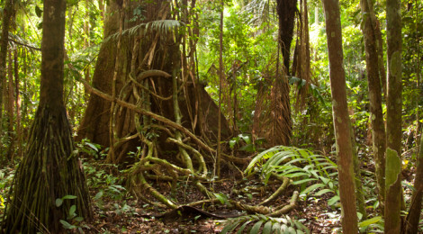 Amazon Rainforest Living Fast Dying Young In High CO2 World
