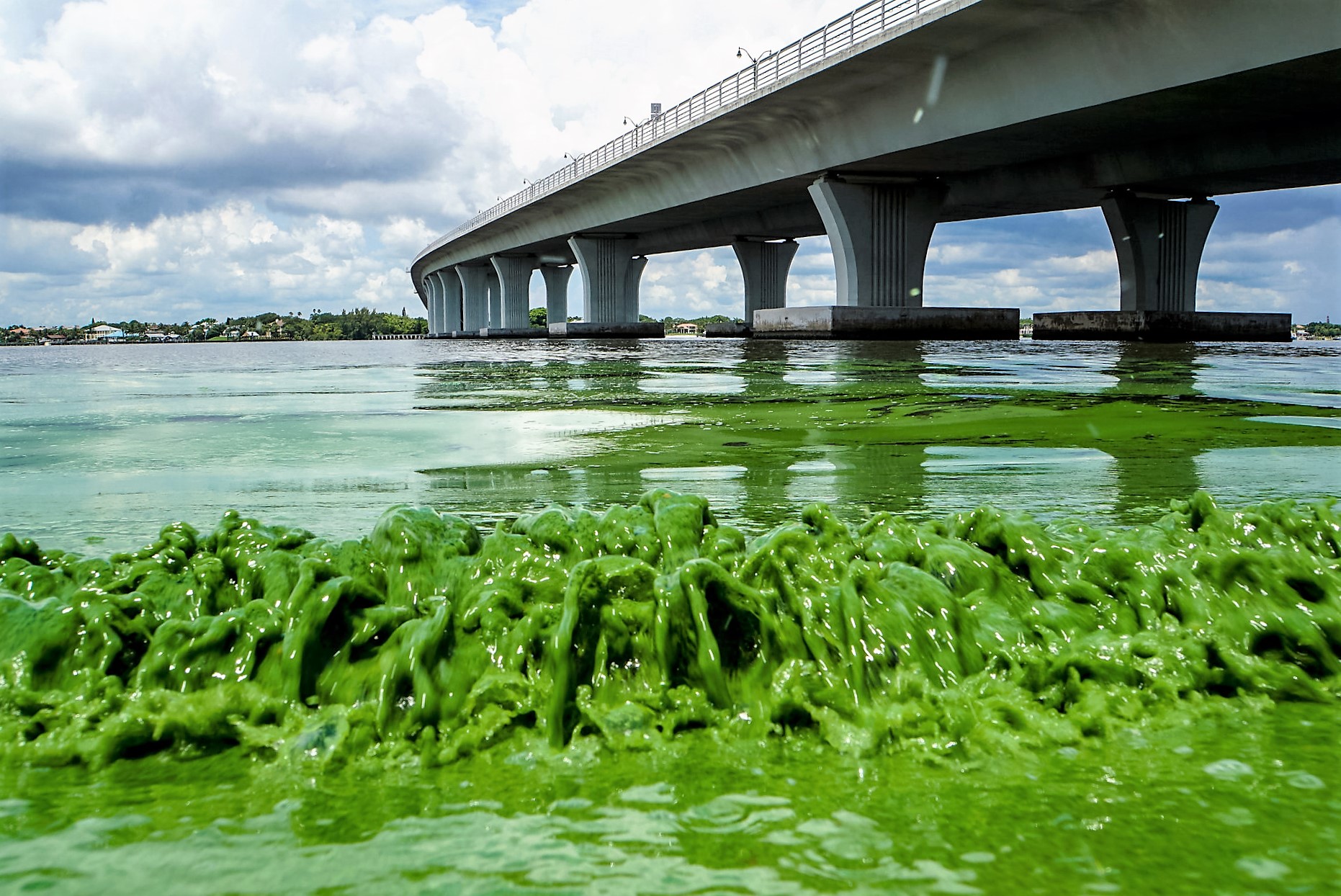Florida's beaches on its east coast are covered with a thick putrifying slime on the 4th of July weekend. - click to read more