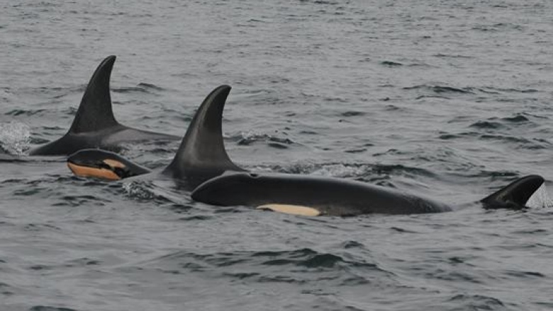 Orca Baby Number 9 born this week ~Jan 20 aka calf j-55