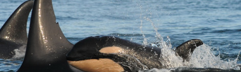 baby orca j28