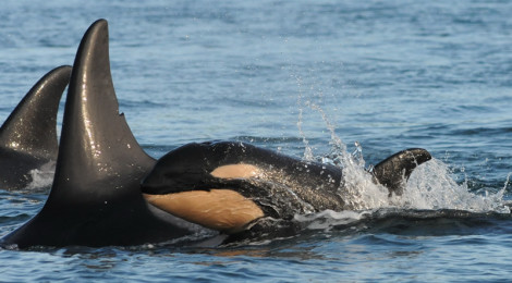 baby orca j28