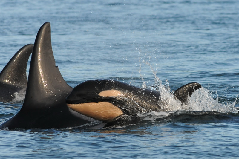 The newest Orca baby, just in time for Christmas 2015.