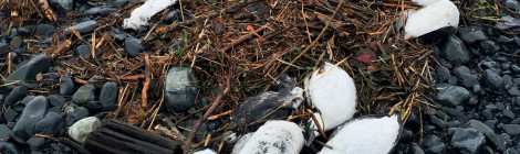 North Pacific Seabirds Deaths Beyond Counting, We Can Save Them