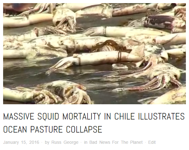 Tens of thousands of Squid die in Chile - click to read more