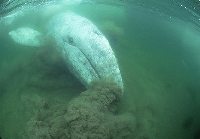 gray whale feeding