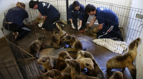 sea lion pups rescued