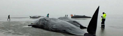 sperm whales dead in germany