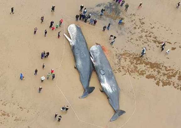 Whales have been washed up on a beach near Skegness.