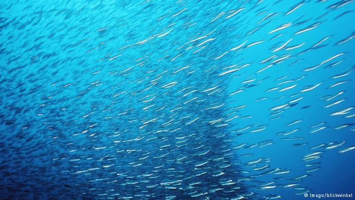 anchovy in med plankton decline