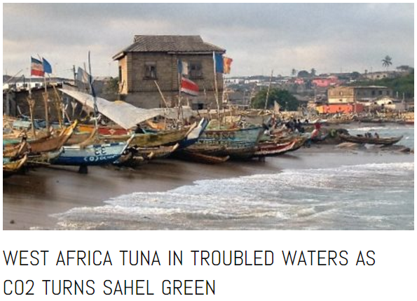 The real trouble with tuna pastures off the coast of West Africa comes from CO2 caused 'global greening' of the African Sahel 