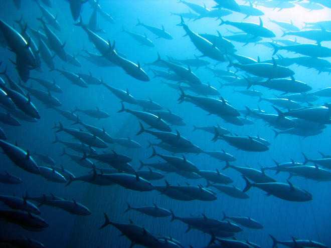 Namibia albacore tuna catch has collapsed less than 1/4 of what it was 5 years ago.