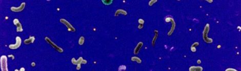 ocean bacteria