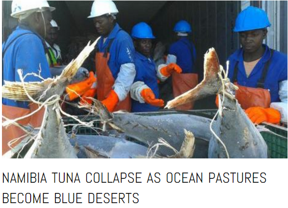 namibia tuna collapse