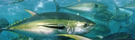 yellowfin tuna ocean CO2