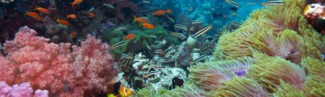 corals can be saved
