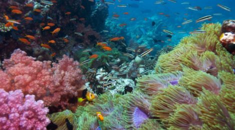 corals can be saved