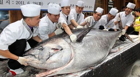 bluefin tuna with chefs