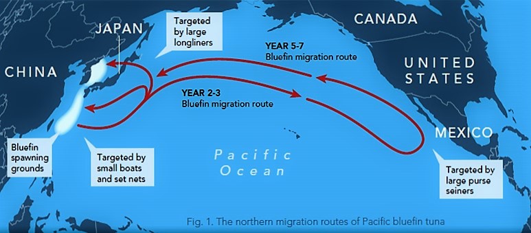 bluefin_map_tuna-pacific-tuna-migration-776-lw