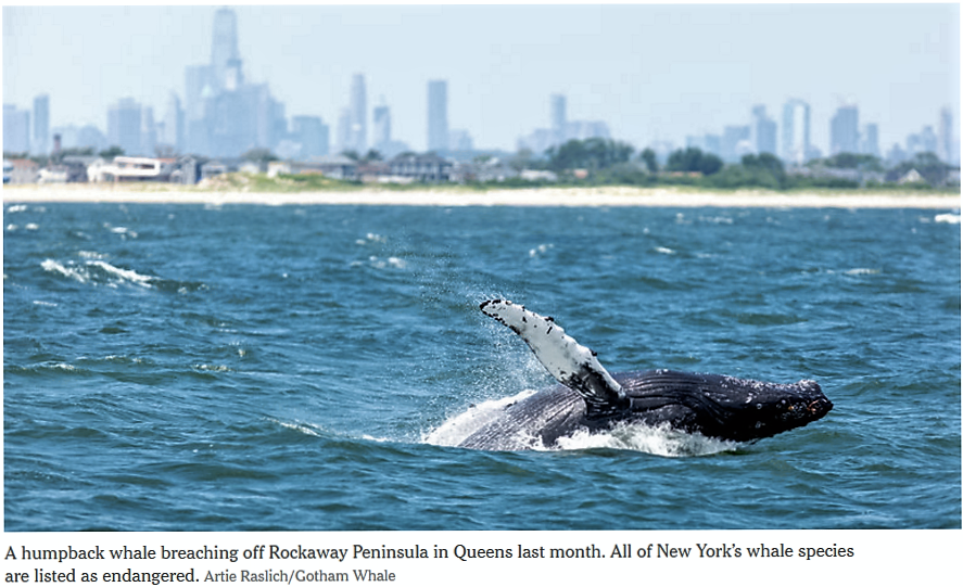 humpback and blue whales near our urban areas
