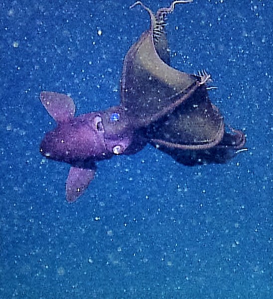 Vampire squid swimming in marine snow