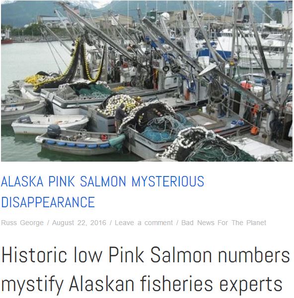 fishpocalypse now the sequel pinks