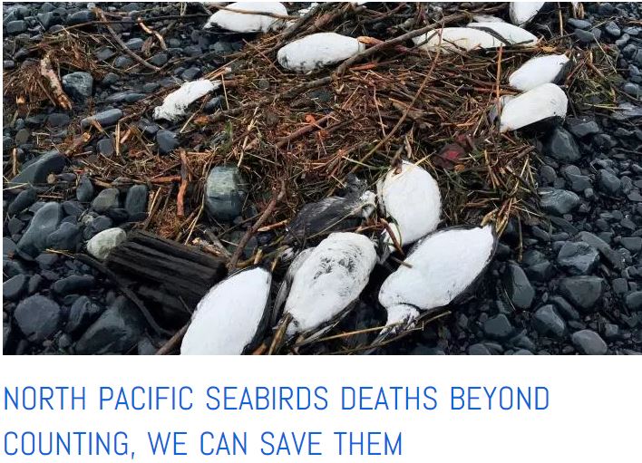 Scores of thousands of Alaskan seabirds reported dead in 2016