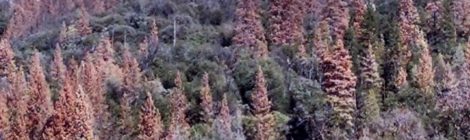 California's trees dying