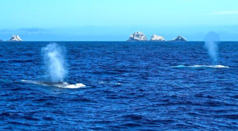 blue whales near san francisco