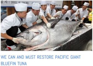 tuna pastures collapse bluefin in danger