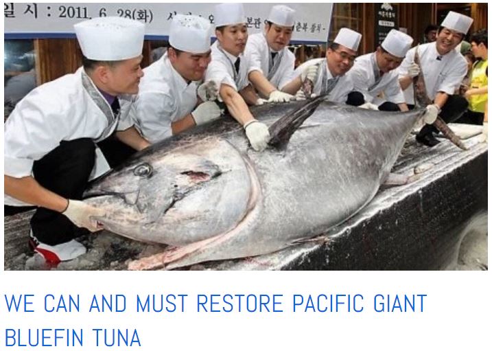 natural capital tuna