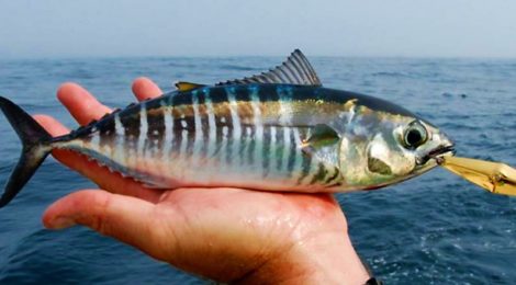 bluefin tuna juvenile tunacrats fail