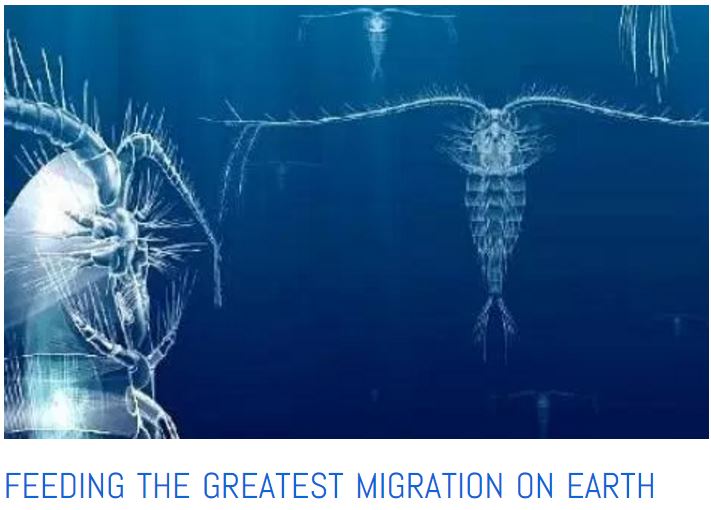 Feeding the greatest migration on earth, tending to plankton blooms