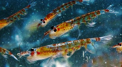 Krill Reveal Their Work To Keep Ocean Pastures Flourishing