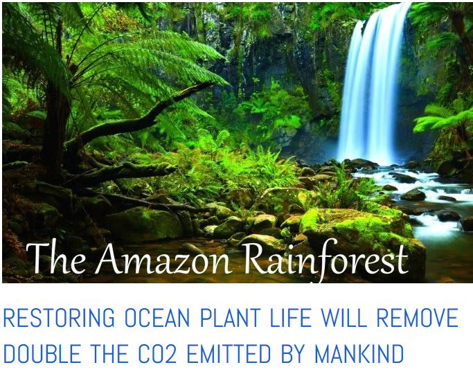 Amazon decline - plankton cools the planet