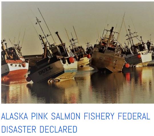 Alaska pink salmon emergency