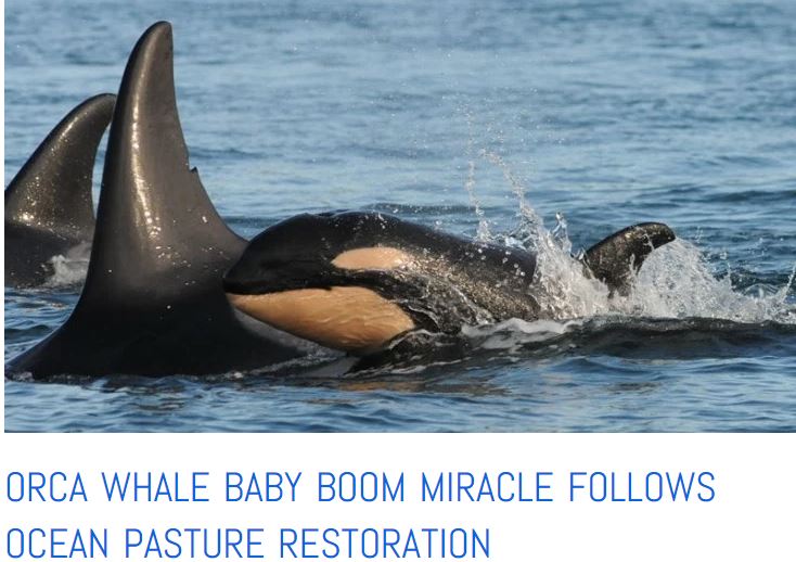 Orca baby boom