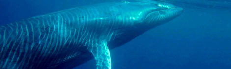 whales share of mother nature