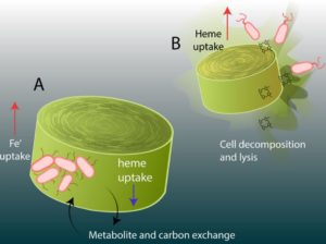 bacters recycle iron (heme)