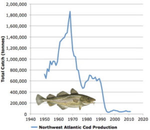 atlantic cod collapse chart