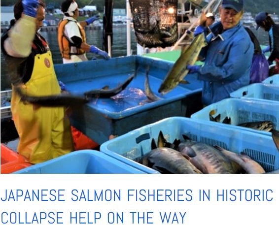 salmon crisis