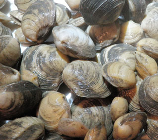 lucinid clams