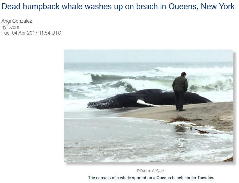 dead humpback whale Queens