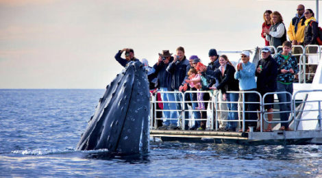 Watch Them Unto Death, Whale Watching Soars Past $2 Billion Per Year