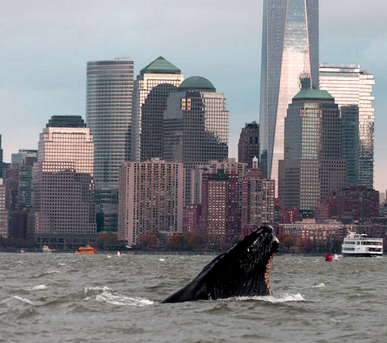 whales in gotham