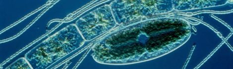 cyanobacter ocean life
